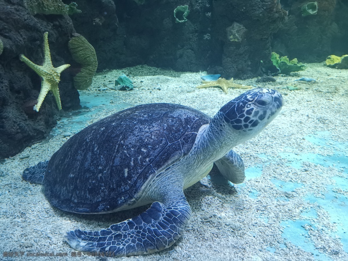 海龟 海洋馆 海底世界 生物 海星 生物世界 海洋生物