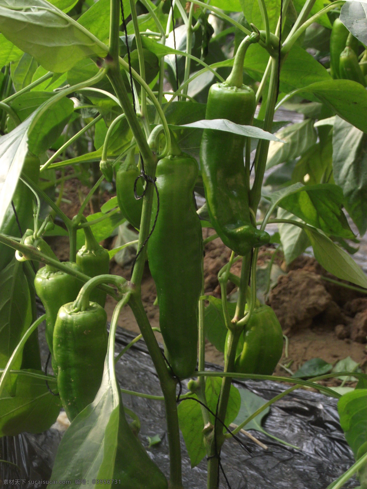 绿色辣椒 青辣椒 辣椒 绿色 尖辣椒 菜椒 生物世界 蔬菜