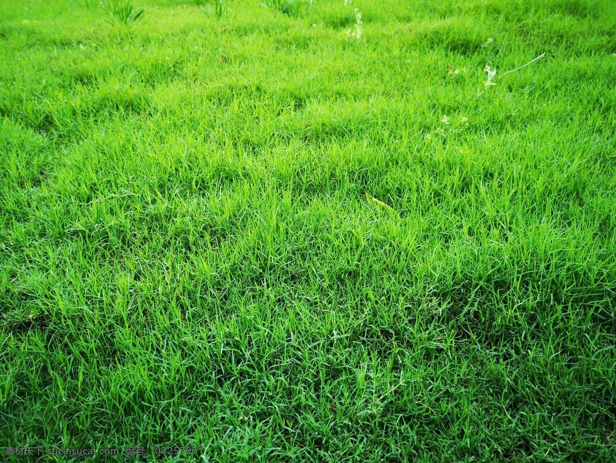 草坪 绿草 公园 自然 城市 生物世界 花草