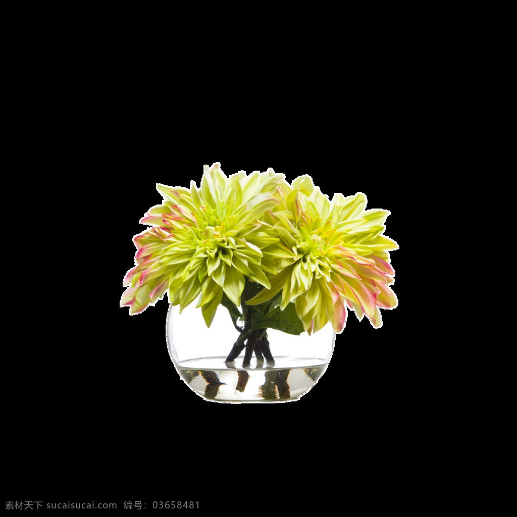 生机勃勃 黄色 菊花 花朵 花束 实物 元素 花瓣 花瓣素材 飘落的花瓣 素材唯美 唯美素材