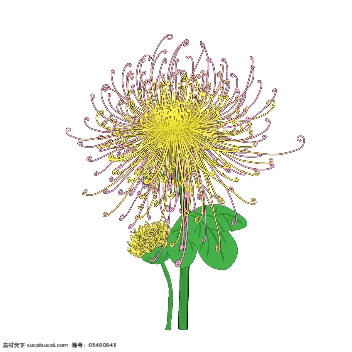 原创 手绘 菊花 元素 手绘菊花元素 菊