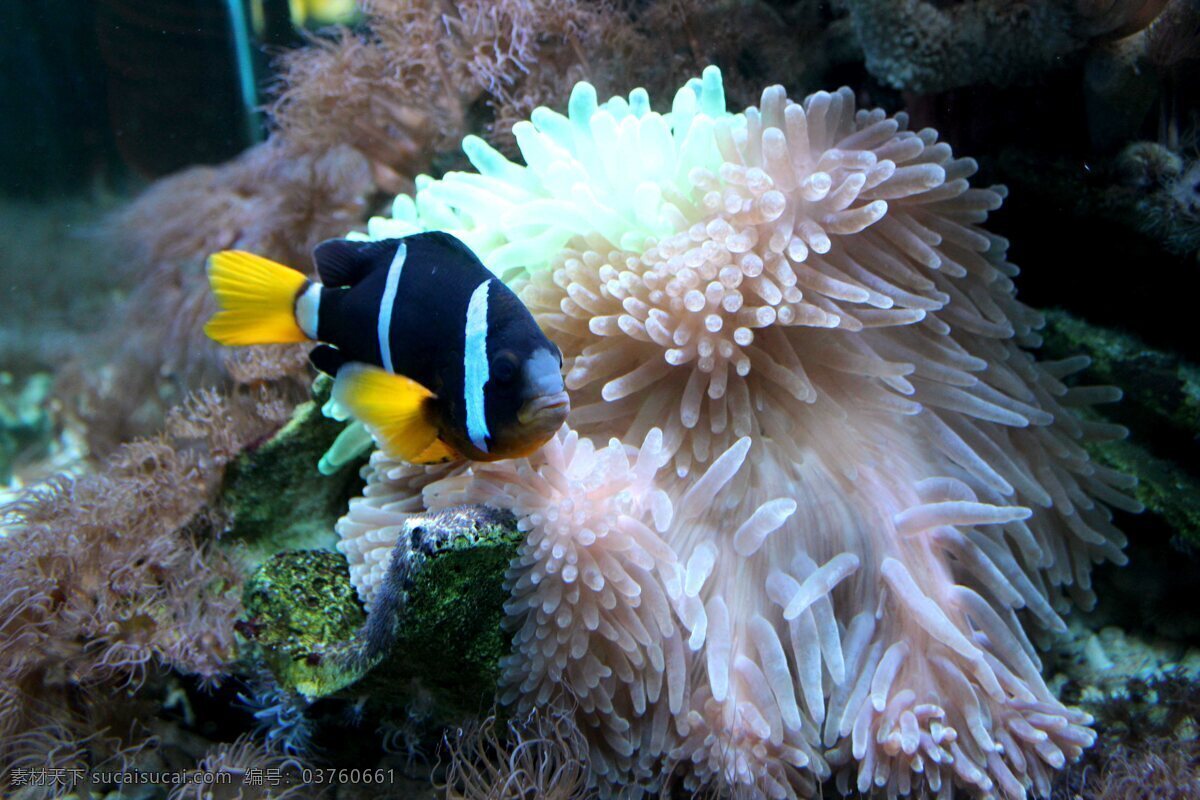 海洋世界 珊瑚 生物世界 水草 鱼类 洋世界 美丽鱼儿