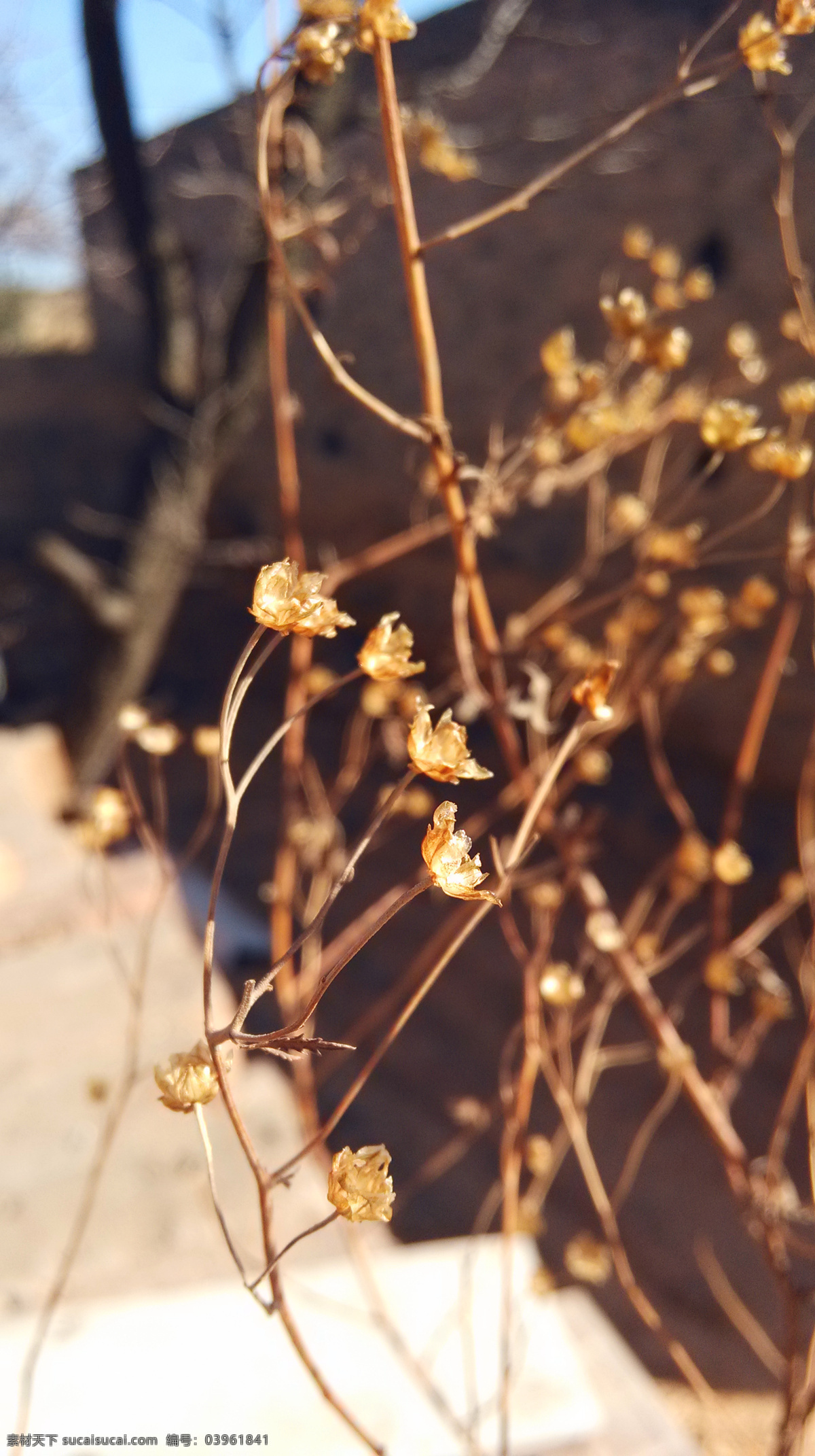 枯草 枯叶 唯美 秋季 秋天 干枯 桌面壁纸 夕阳 花草 花草集 生物世界 黑色