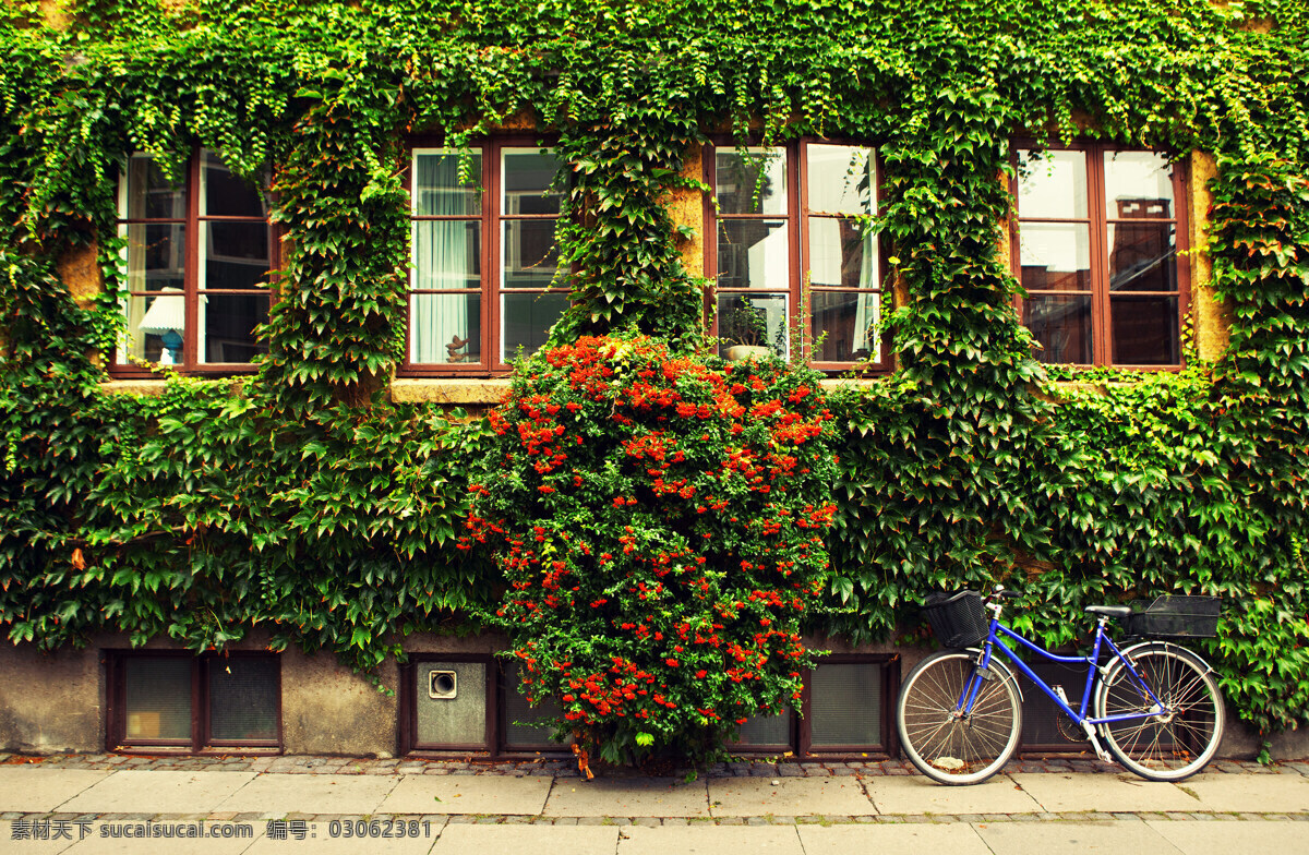 布满 植物 墙壁 自行车 墙壁景色 交通工具 城市风光 环境家居