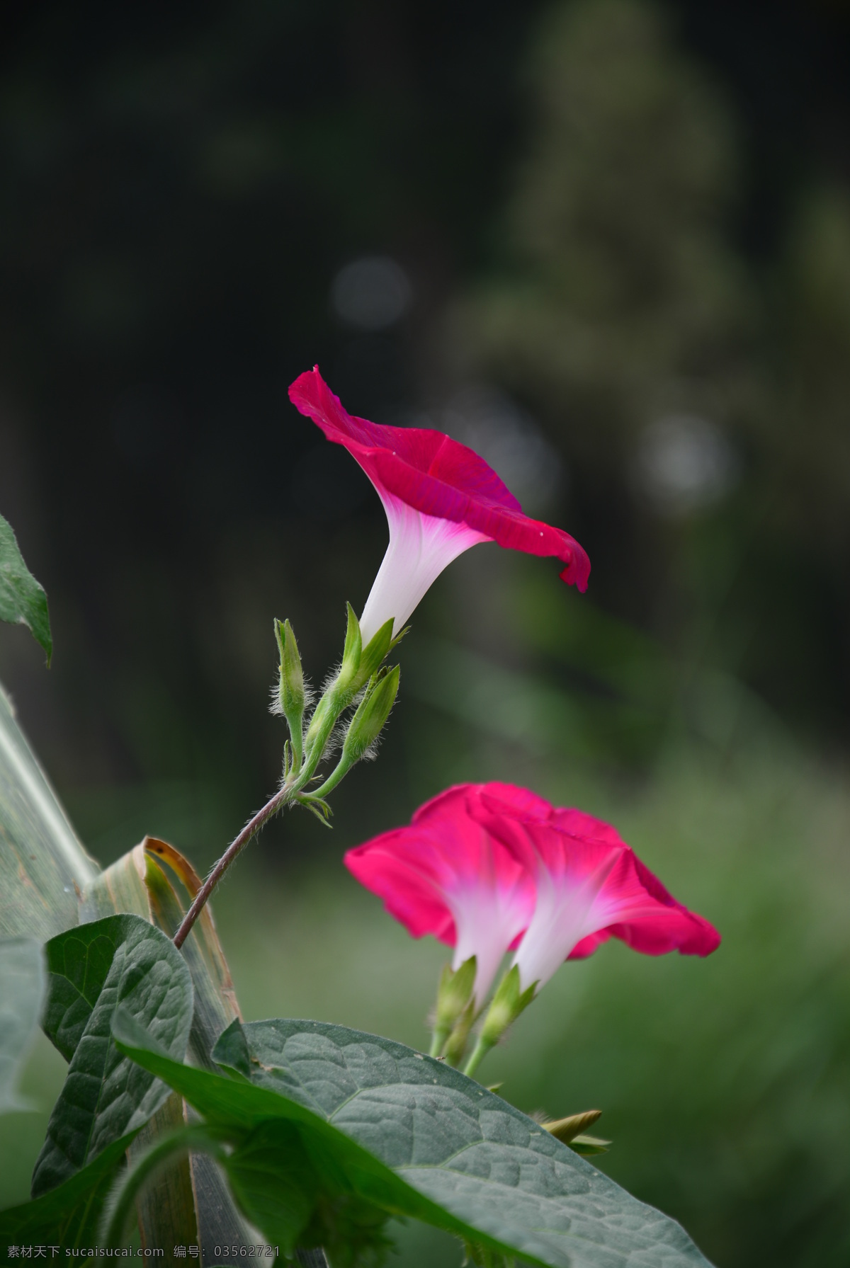 牵牛花 红牵牛花 红花 绿叶 花草 花卉 生物世界