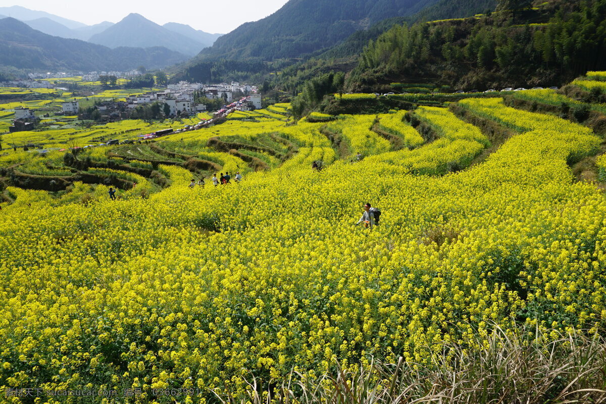 婺源风光 婺源风景 乡村自然风光 婺源 油菜花 婺源摄影 婺源游记 江西婺源 乡村摄影 古镇 小镇 乡村 田园风光 古徽州 风景 江西风景 婺源油菜花 自然景观 风景名胜