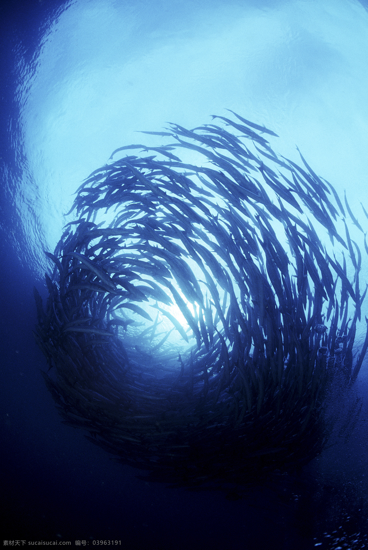 海洋生物 海底世界 海洋 礁石 生物世界 鱼 鱼类 珊蝴礁石 珊蝴 海底景色