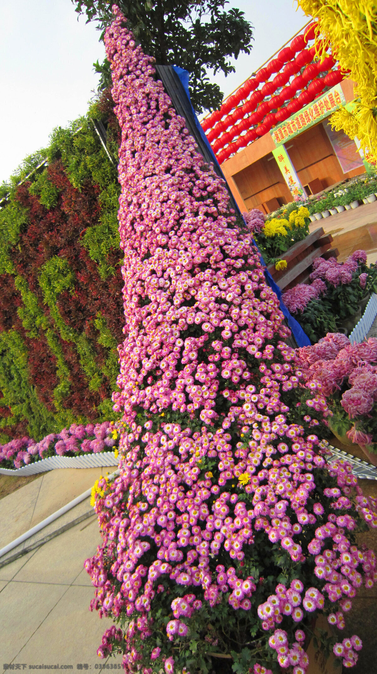 红灯笼 花草 建筑 菊花 生物世界 树木 菊花展览 名花 紫红花 水红花 金黄色花 各种菊花造型 装饰素材 展示设计