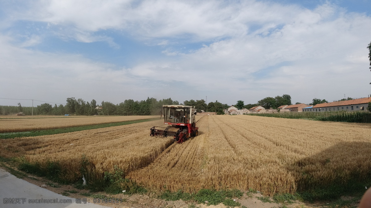 小麦收获图片 收割机 小麦 麦地 麦田 丰收 雷沃 谷神 收获 麦子 现代科技 农业生产