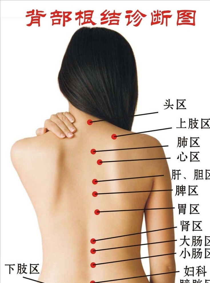 背部 根 结 诊断 图 女性背部 根结诊断图 背部分区 减肥 身体器官