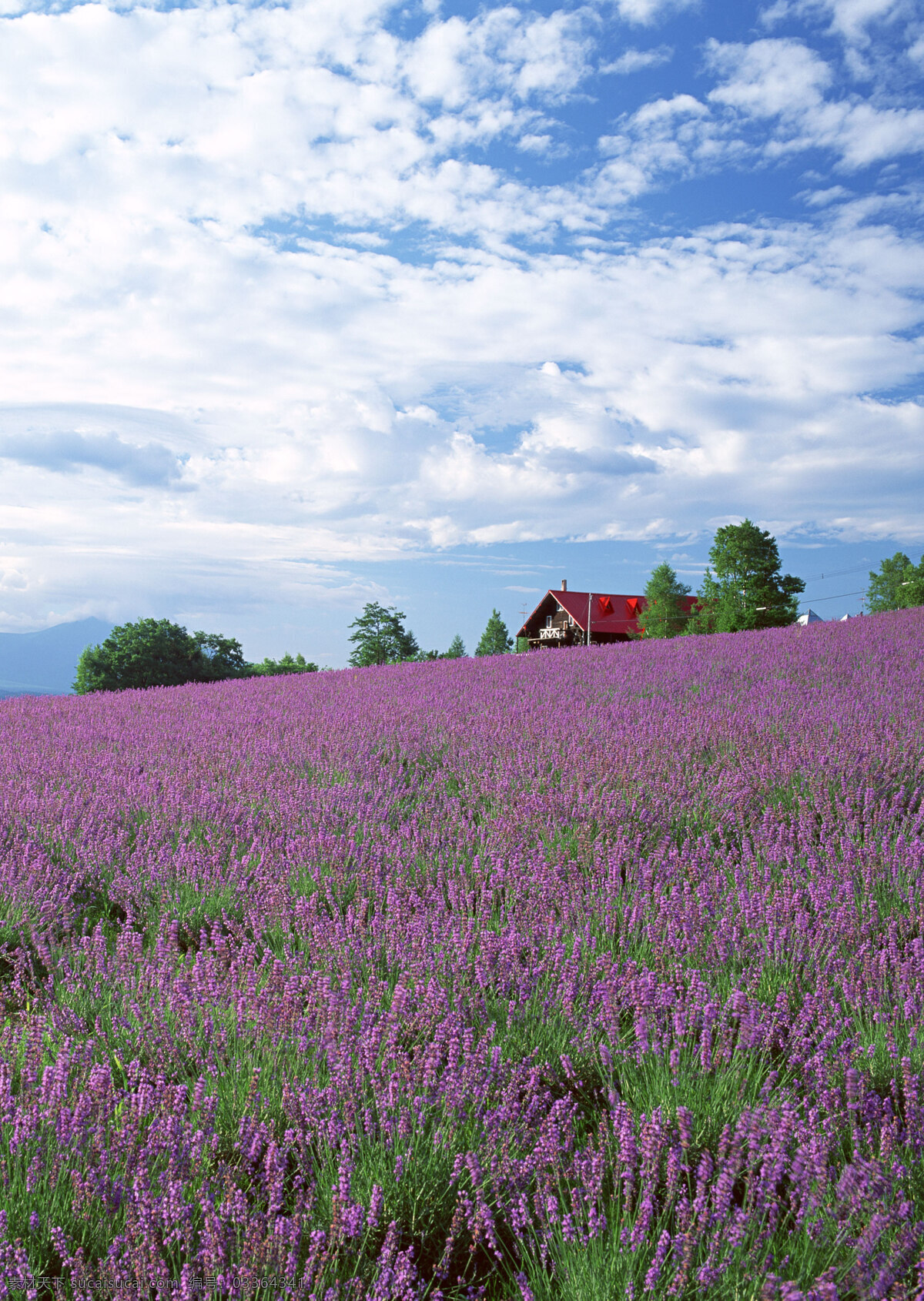 薰衣草 花园 自然 风景 户外 美境 薰衣草花园 天空 白云 自然风景 房子 山水风景 风景图片