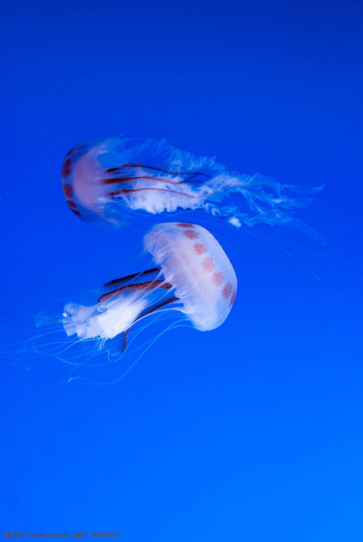 水母 软体 浮游 触须 彩色 水族 斑斓 海洋 动物 生物世界 海洋生物