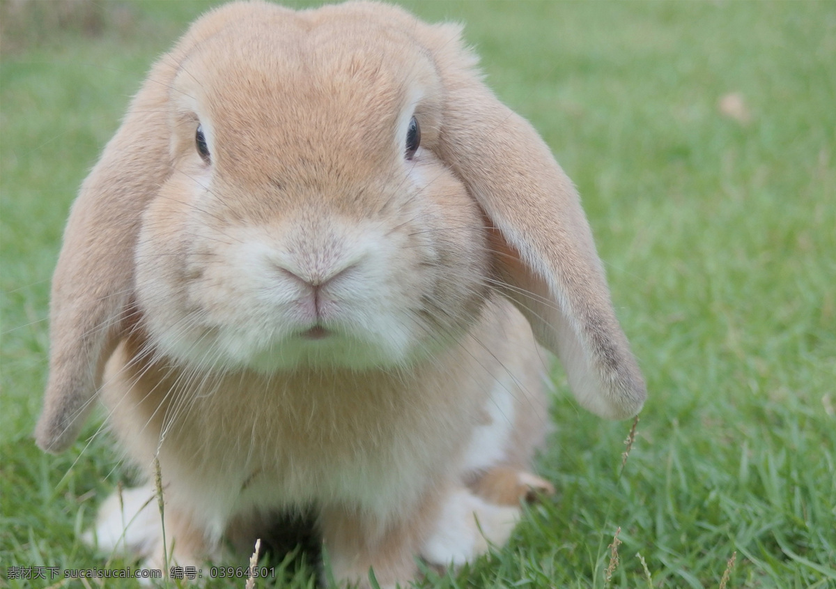 宠物兔 兔子 特写 动物 宠物 长耳兔 茶杯兔 壁纸