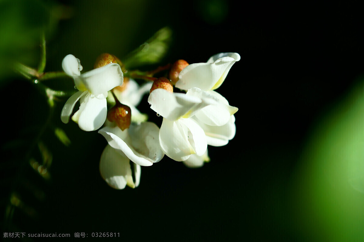 槐花 白色槐花 黑暗中的花朵 高清花朵 微距花朵 露珠 花草 生物世界