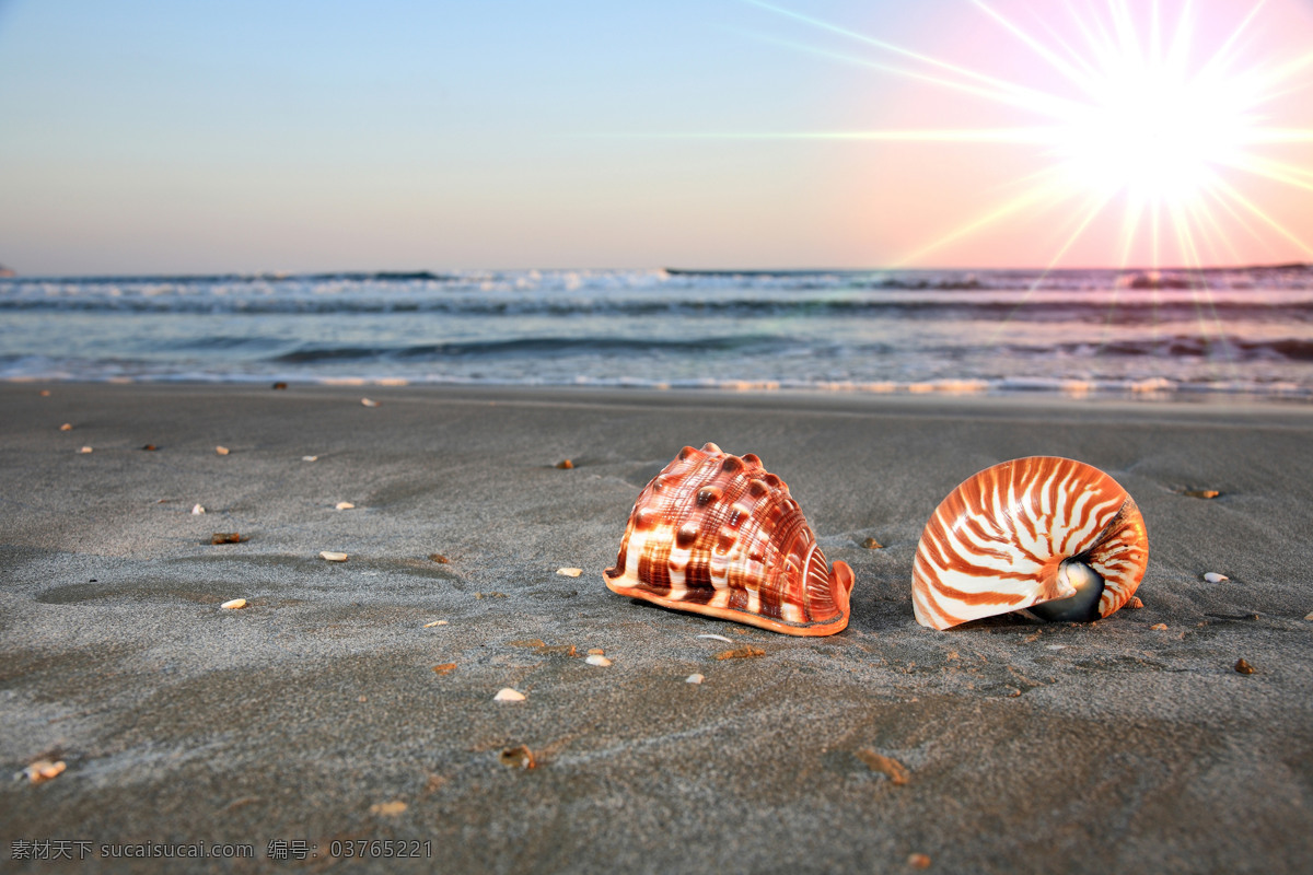 沙滩 上 贝壳 海边 海螺 海星 海平面 阳光 唯美 安静 宁静 自然 大海图片 风景图片