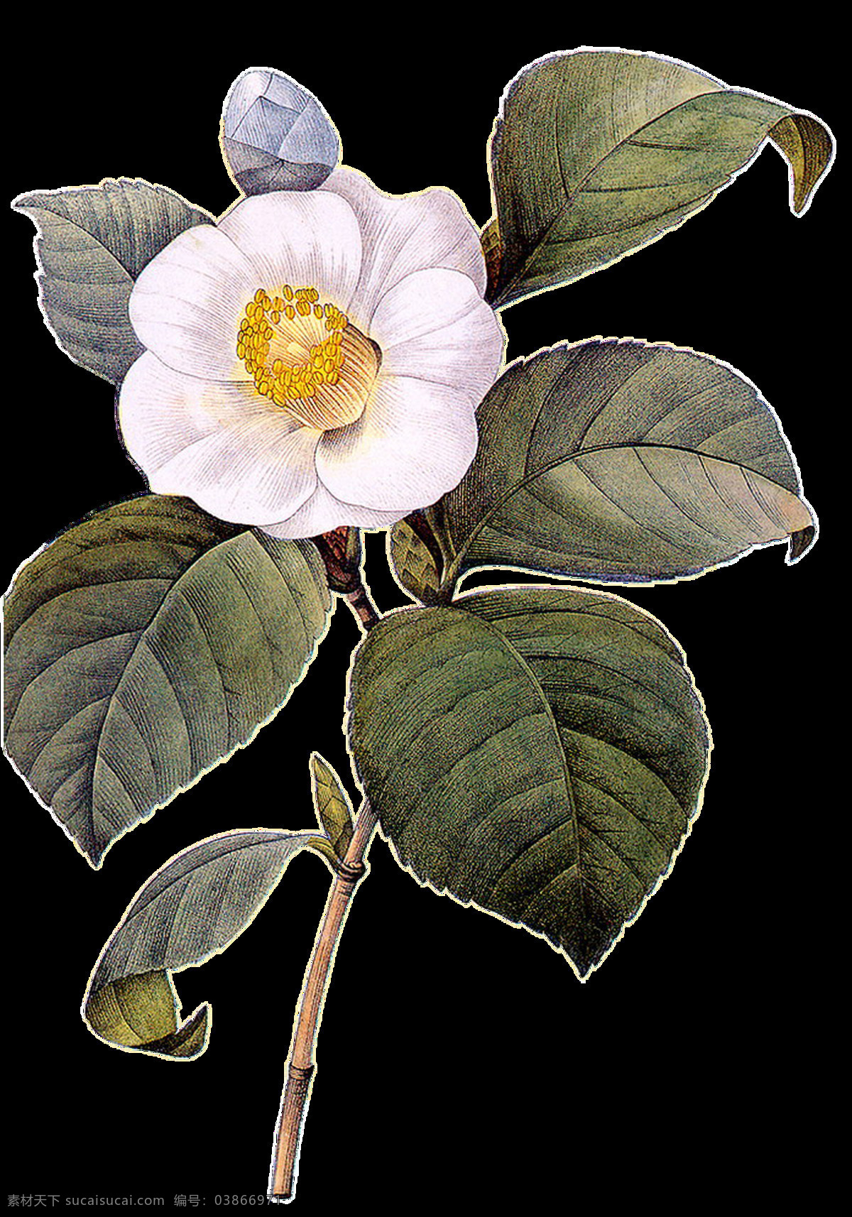 枝 圣洁 白色 茶花 花枝 透明 花卉 花蕾 绿叶 免扣素材 树枝 透明素材 装饰图片