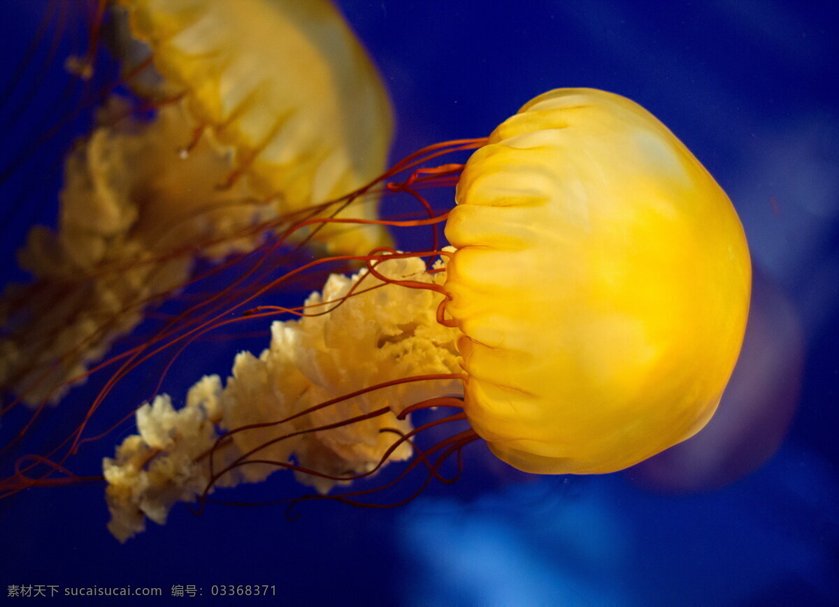 海底 黄水 母 高清 黄色 水母 水生动物 浮游生物 海洋