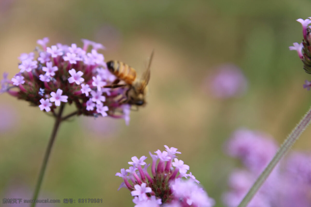 紫色浪漫 鼠尾草 蜜蜂 浪漫 紫色 植物 花卉 花草 生物世界
