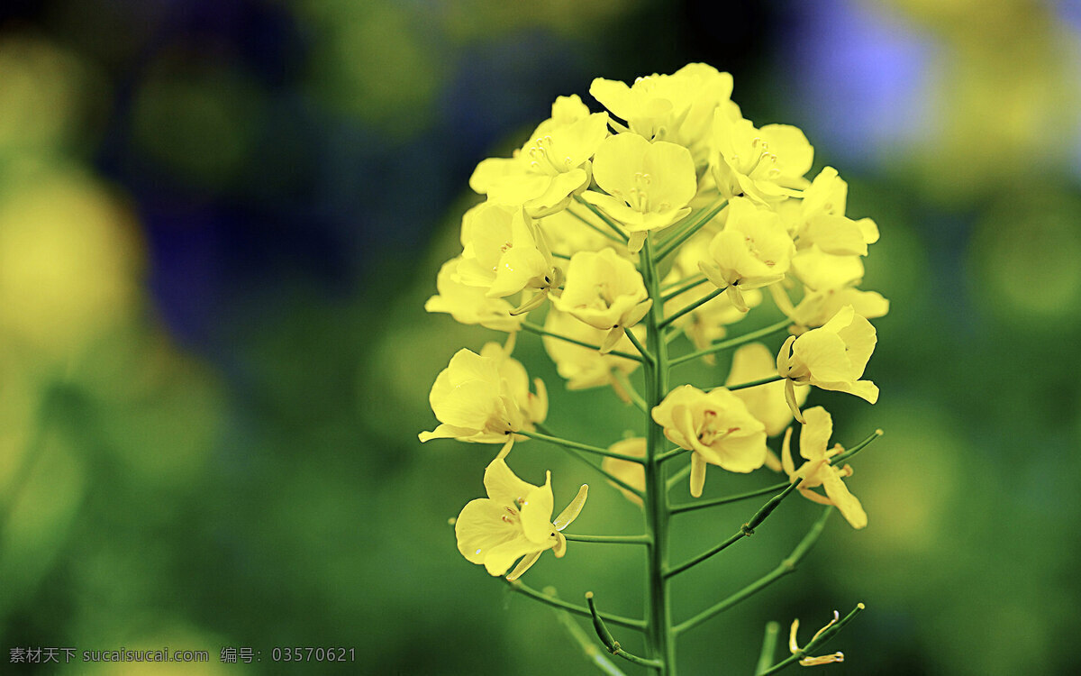 春暖花开 春天 花 花草 黄色的花 绿色 绿叶 油菜花 油菜花骨朵 叶子 生物世界