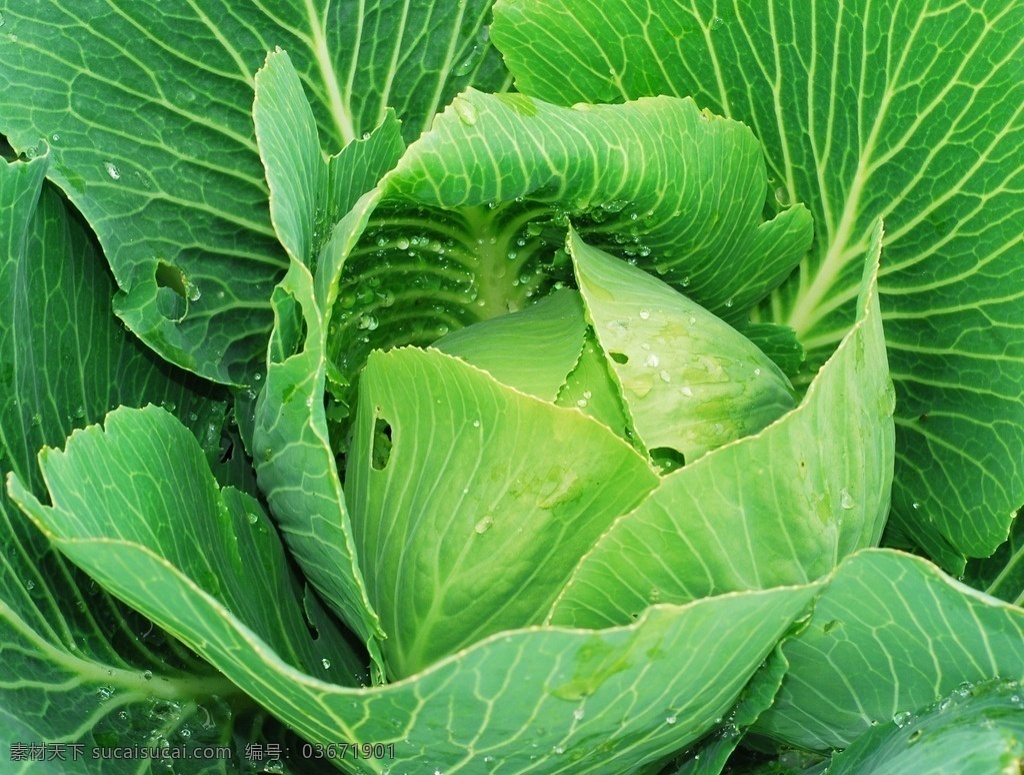 卷心菜 包菜 绿色蔬菜 绿叶 绿色 菜叶 叶子 健康蔬菜 食材 蔬菜 生物世界