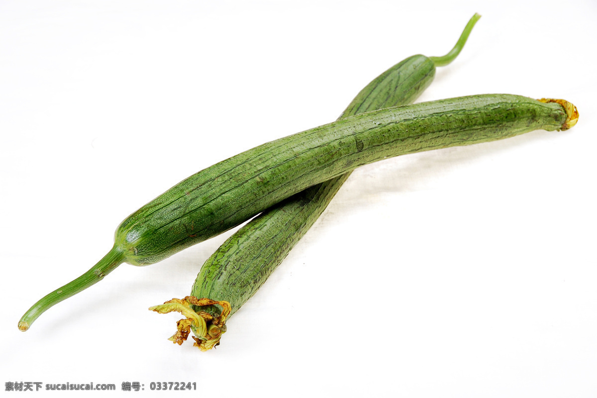 丝瓜 青菜 蔬菜 生物世界