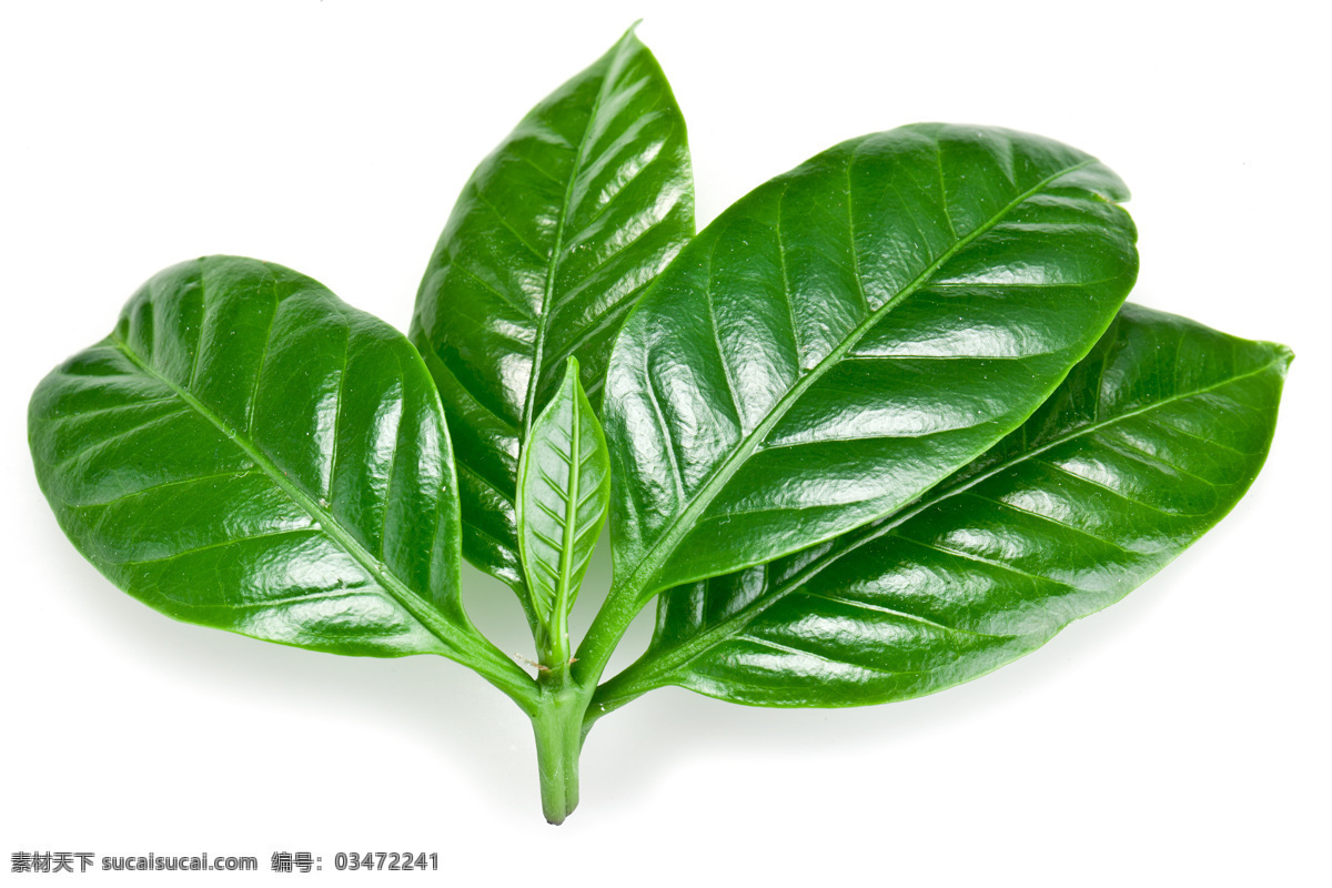旅游 树叶 植物 叶子摄影 树叶纹理 植物树木 生物世界 树木树叶