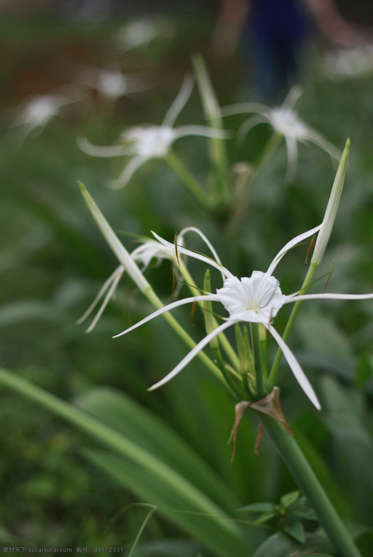 白色小花 鲜花