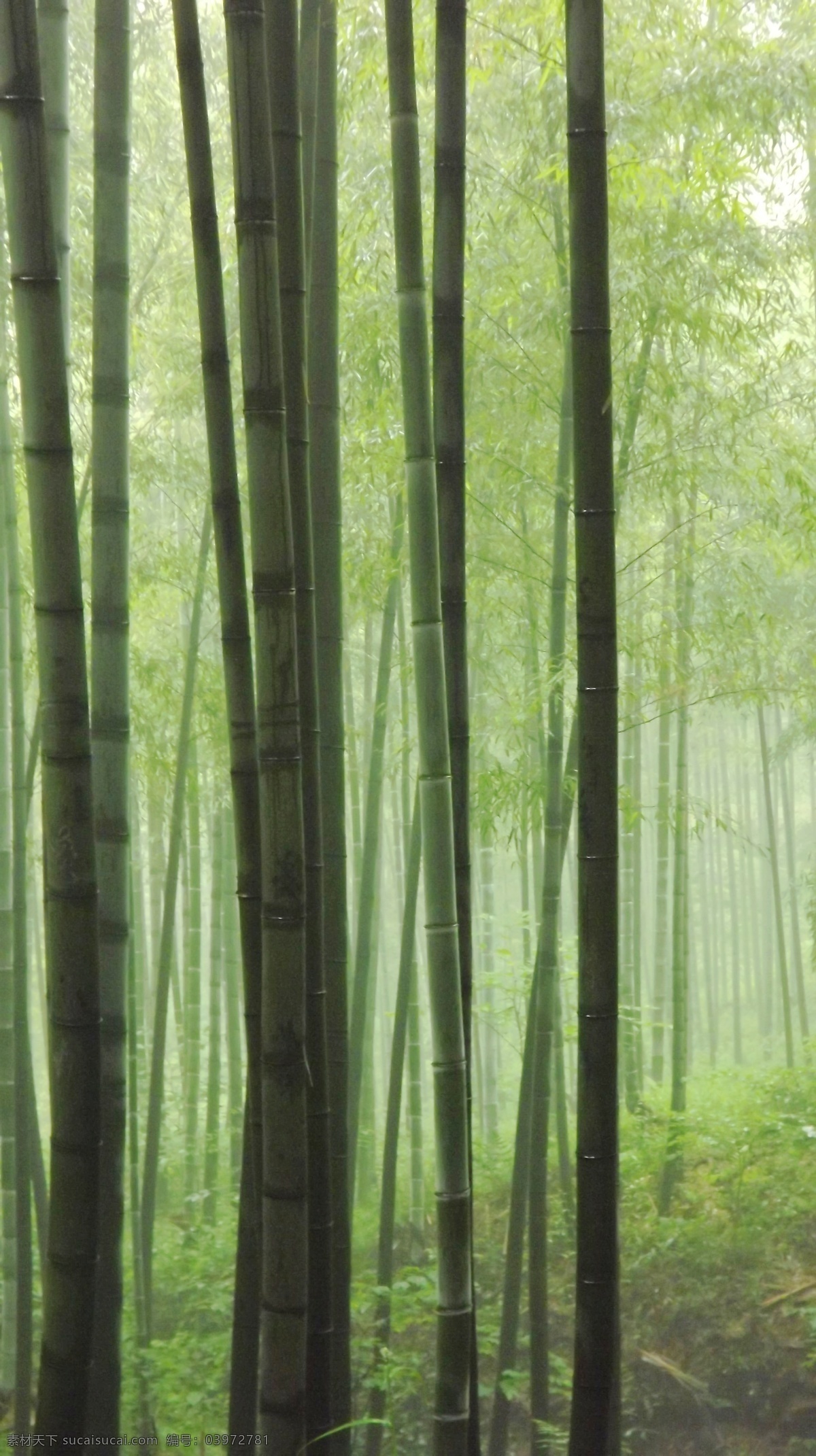 安吉 竹海 非 高清 风景 旅游 绿色 生物世界 树木树叶 竹林 安吉竹海 矢量图 日常生活