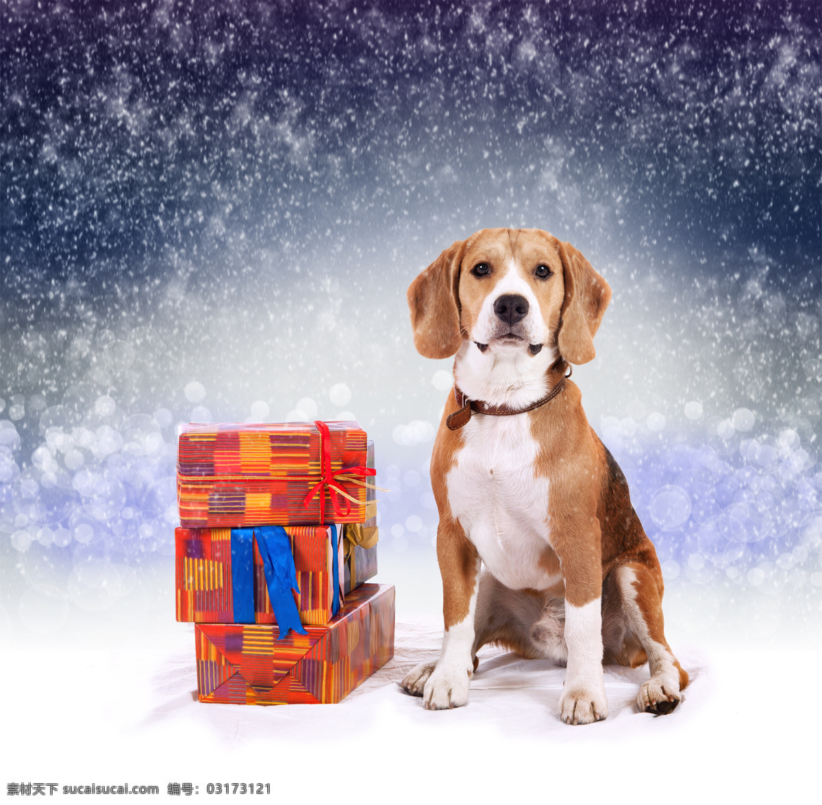 礼物 盒 小狗 礼物盒 圣诞动物 动物 圣诞节 狗狗图片 生物世界