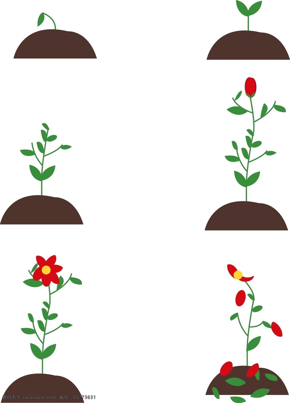 矢量 简约 可爱 植物 花朵 生长 过程 植物生长过程 芽 花朵生长过程 花