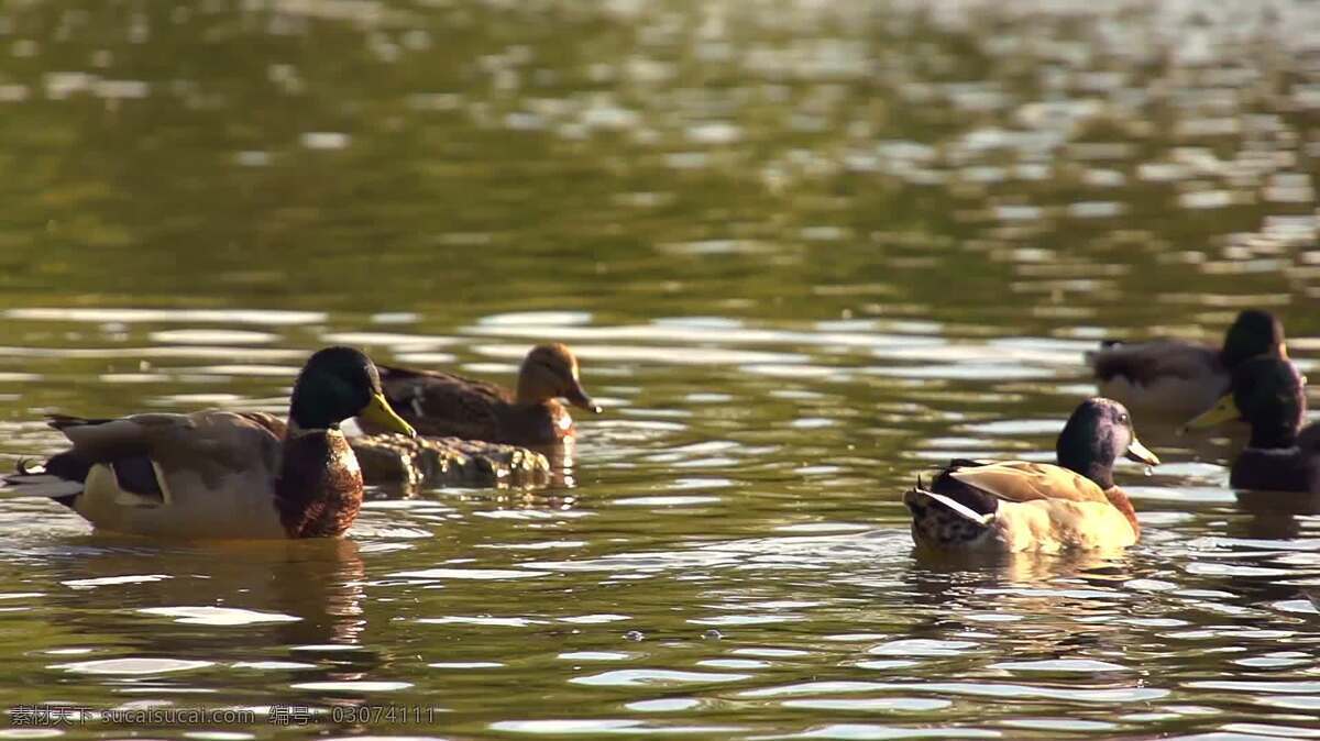 池塘里的鸭子 动物 自然 慢动作 鸟 野生动物 240fps 超级慢动作 鸡 鸭子 鹅 水禽 羽毛 湖 河 河岸