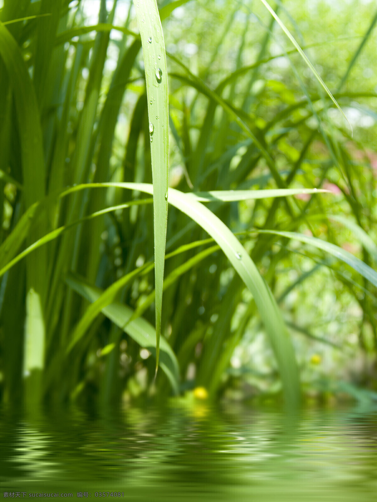绿 湖 草 露水 绿湖和草露水 生物世界