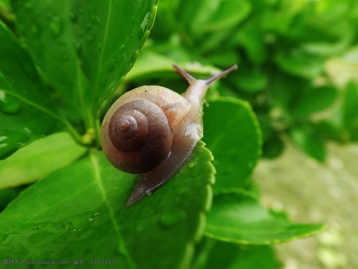 蜗牛 雨后 叶子 绿叶 大蜗牛 昆虫 虫子 爬行 触角 生物世界