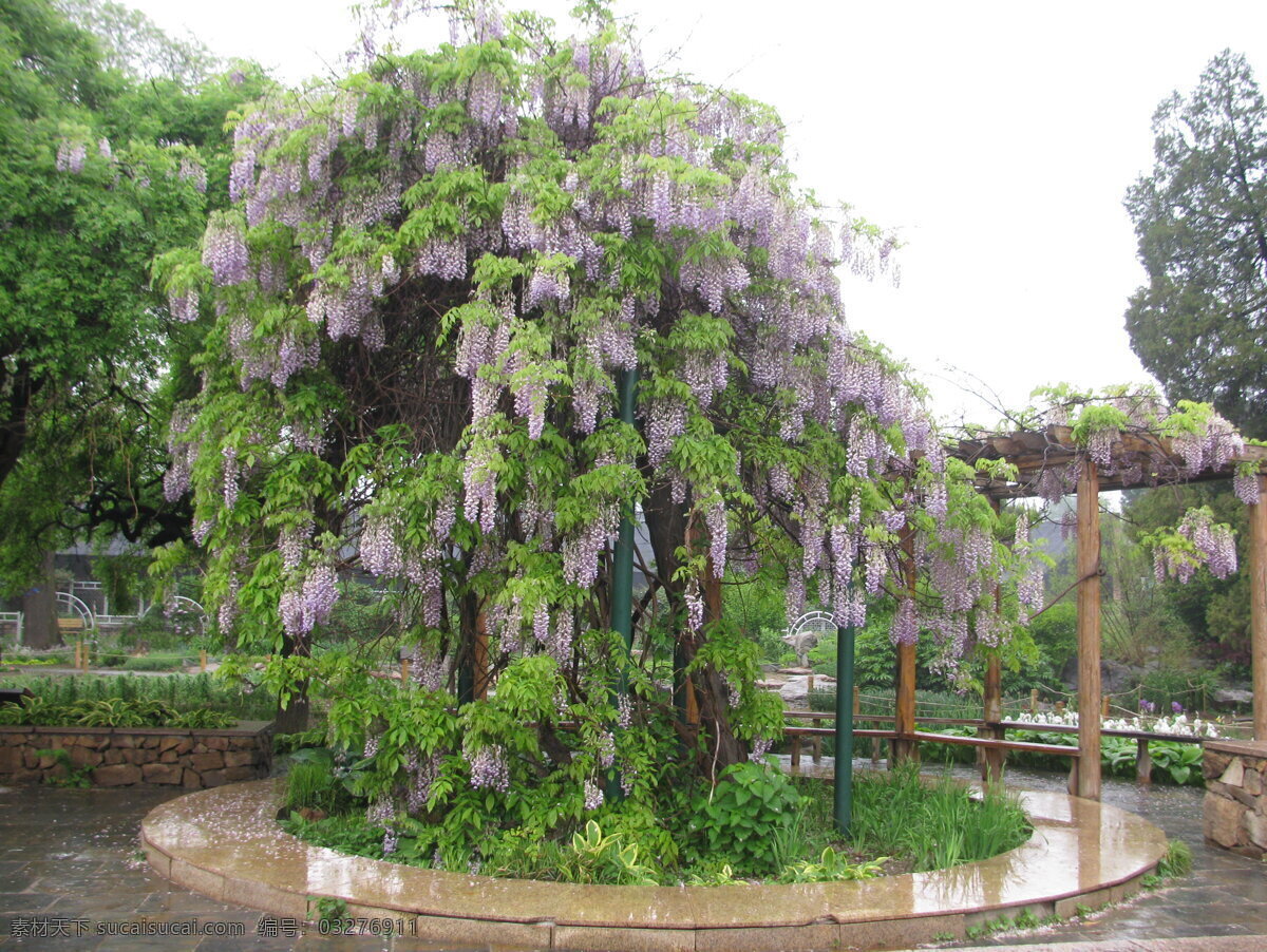 紫藤 紫藤花 藤萝 朱藤 招藤 花卉 枝叶 花儿 花草 花架廊 花架 园林绿化 园林 园林景观 绿化景观 植物 木花架 园林风景 建筑园林 园林建筑