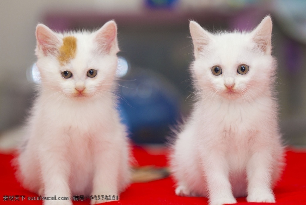 猫咪 卖萌猫咪 宠物猫 家猫 野猫 喵星人 猫咪玩耍 猫咪走路 猫咪休息 小猫咪 生物世界 家禽家畜