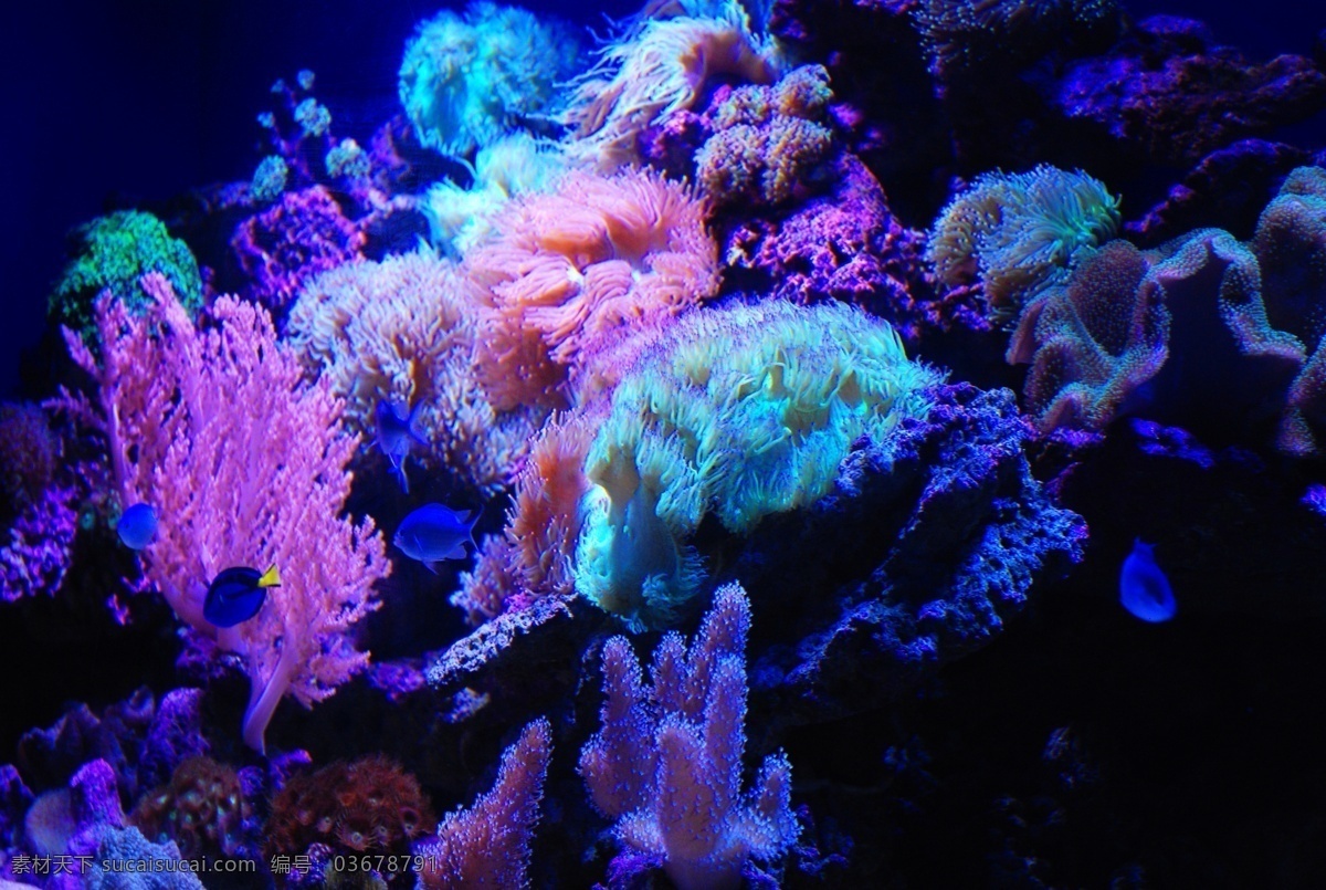 海洋馆珊瑚 珊瑚 海洋珊瑚 色彩斑斓 海水世界 鱼儿 观赏鱼 珊瑚世界 海洋生物 生物世界