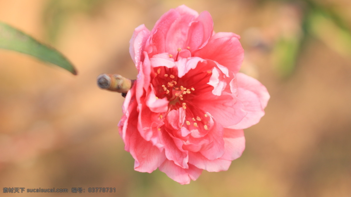 桃花 植物 桃红 春天 美丽 花朵 开花 鲜花 花草 花瓣 花蕊 桃花运 微距摄影 生物世界 粉色