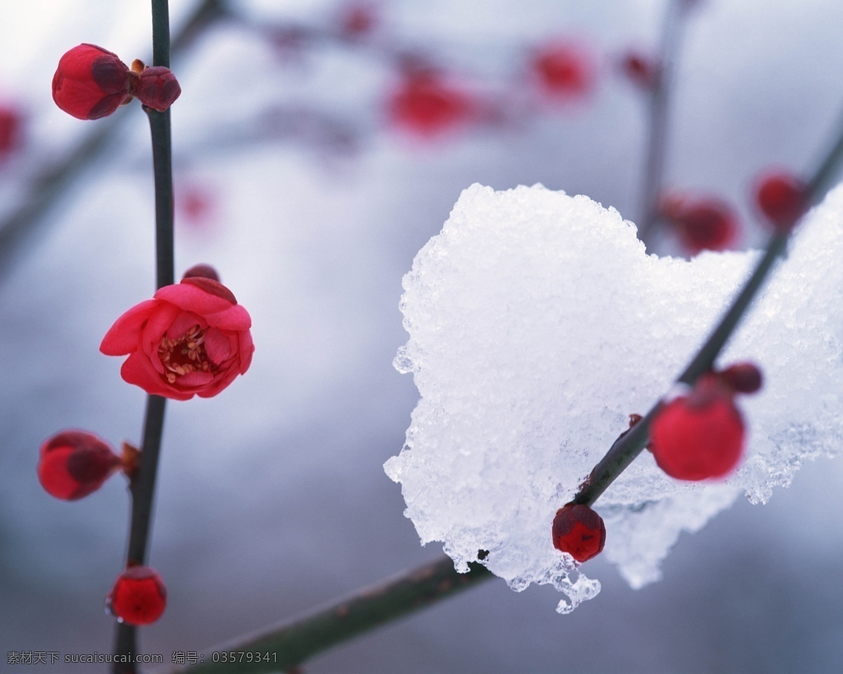 雪景 白 红 梅花香自苦寒来 冰雪与红花 风景 生活 旅游餐饮