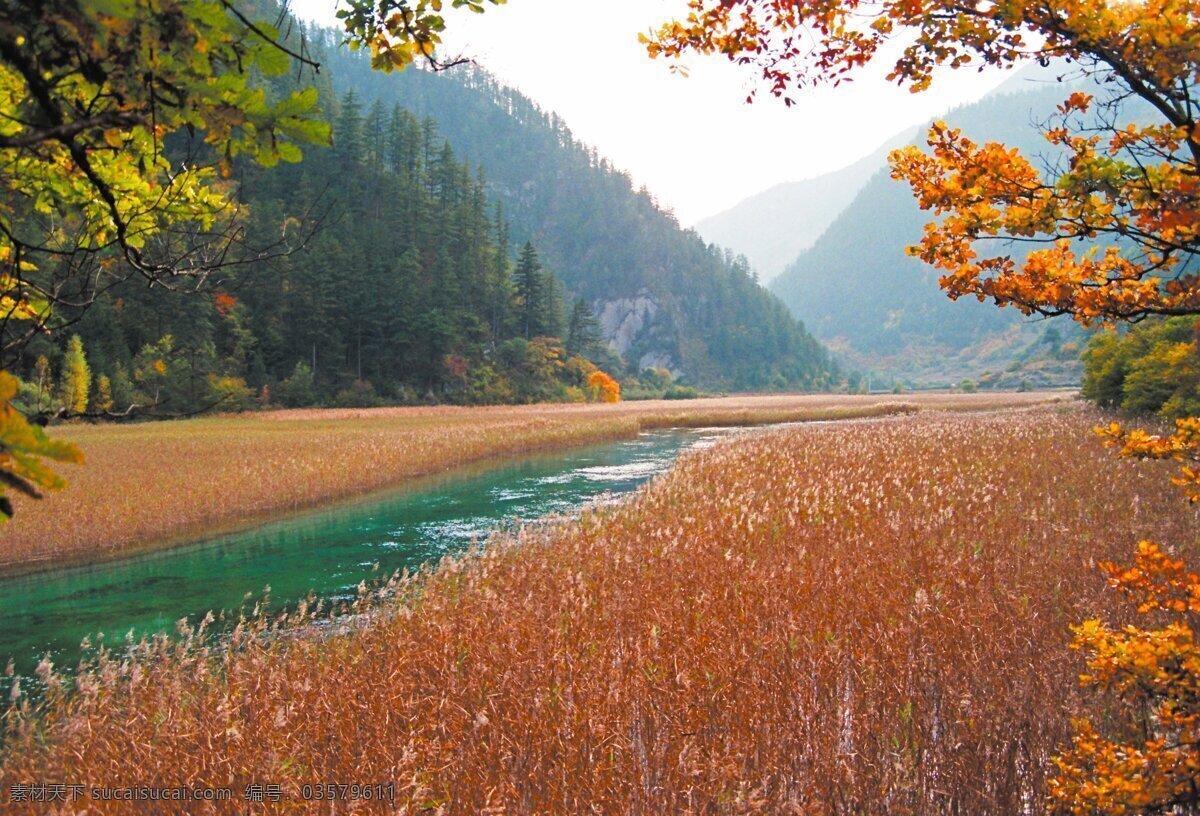 风景 九寨沟 四川 芦苇海 青山 绿水 旅游摄影 国内旅游 摄影图库