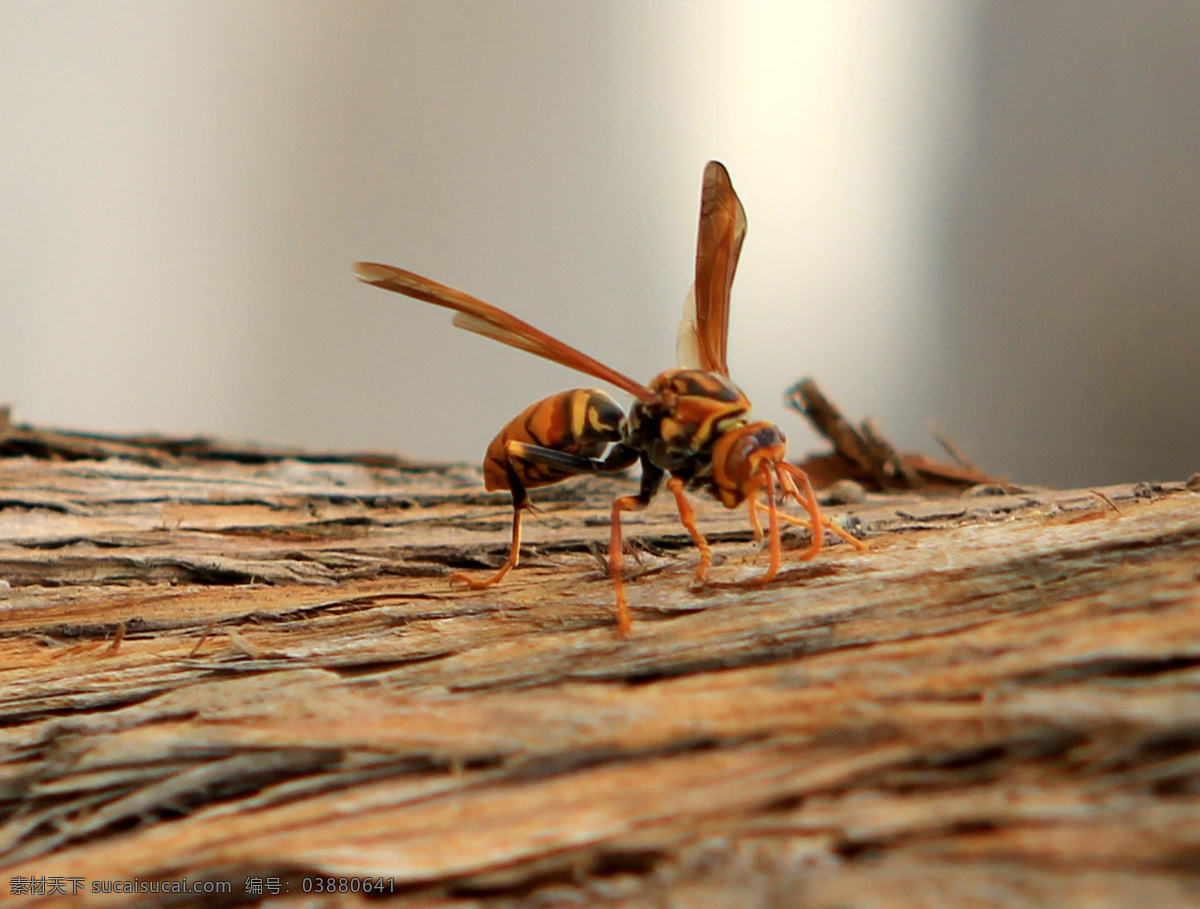 大 黄蜂 翅膀 大黄蜂 动物 昆虫 生物世界 四肢 树皮 psd源文件
