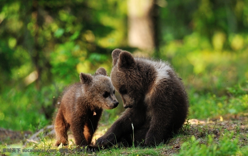 棕熊 毛毛熊 哺乳动物 野生动物 动物 熊 灰熊 生物世界