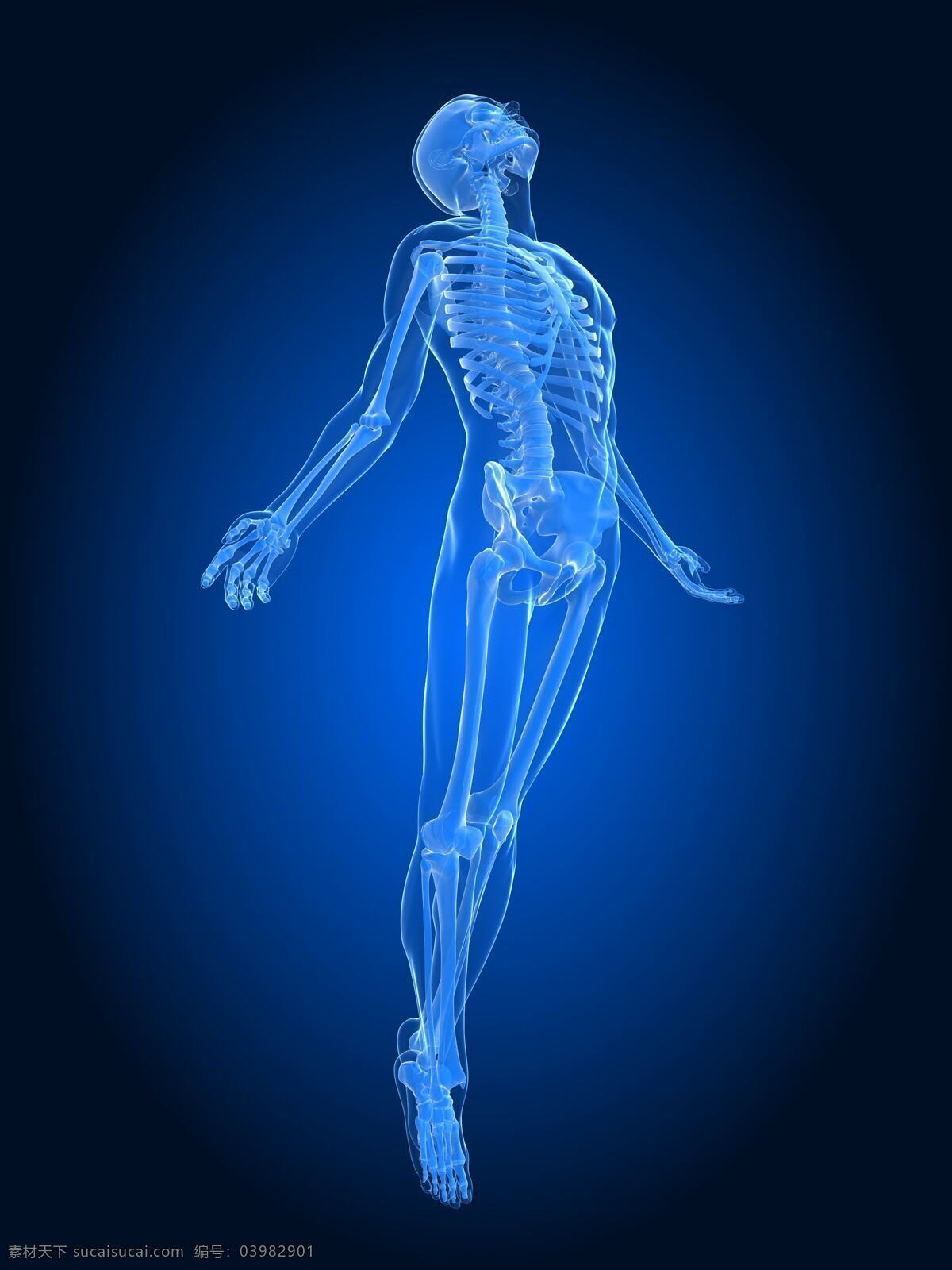 人体透视图 人体骨骼 人体动作 医疗 医学 科学 人体结构 人体透视 手指 骨头组织 骷髅 人体 骨骼 骨架 人体器官 器官 人物图片 人体器官图 医疗护理 现代科技