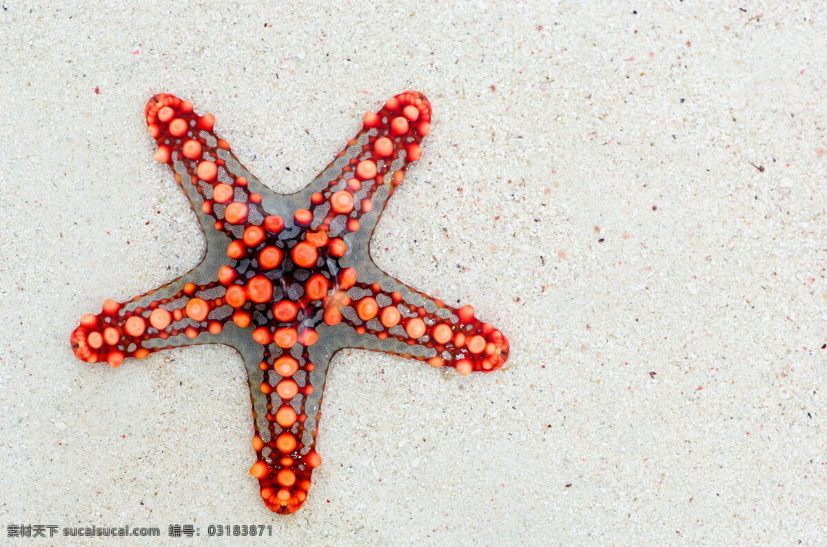 海星 沙滩 海滩 沙砾 棘皮动物 动物