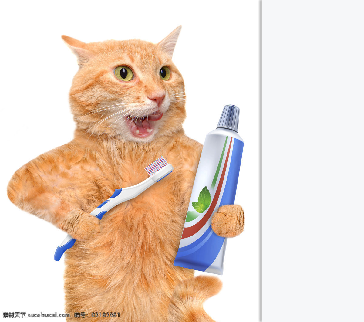 刷牙的小猫 牙刷 牙膏 可爱的猫 猫咪 小猫 宠物 动物世界 动物摄影 陆地动物 生物世界 白色