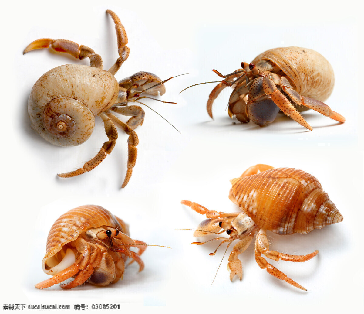海螺动物 海螺 螺丝 海底生物 水中生物 海洋生物 海洋动物 动物世界 生物世界 白色