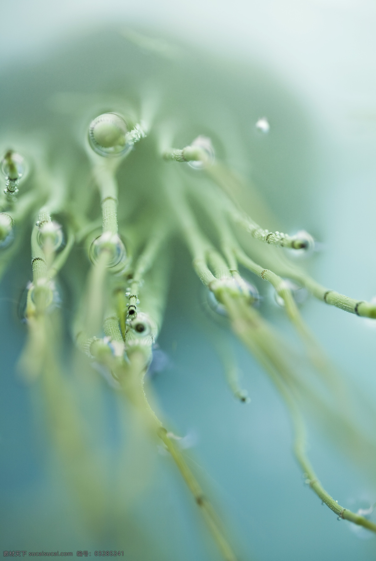 植物 美丽鲜花 花朵 花卉 花草树木 生态环境 野外 自然界 自然生物 自然生态 生物世界