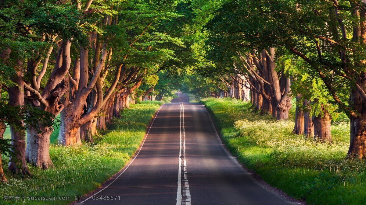 绿荫公路 自然 户外 野外 大树 原始森林 阳光 公路 绿荫大道 大自然合图集 自然景观 自然风景