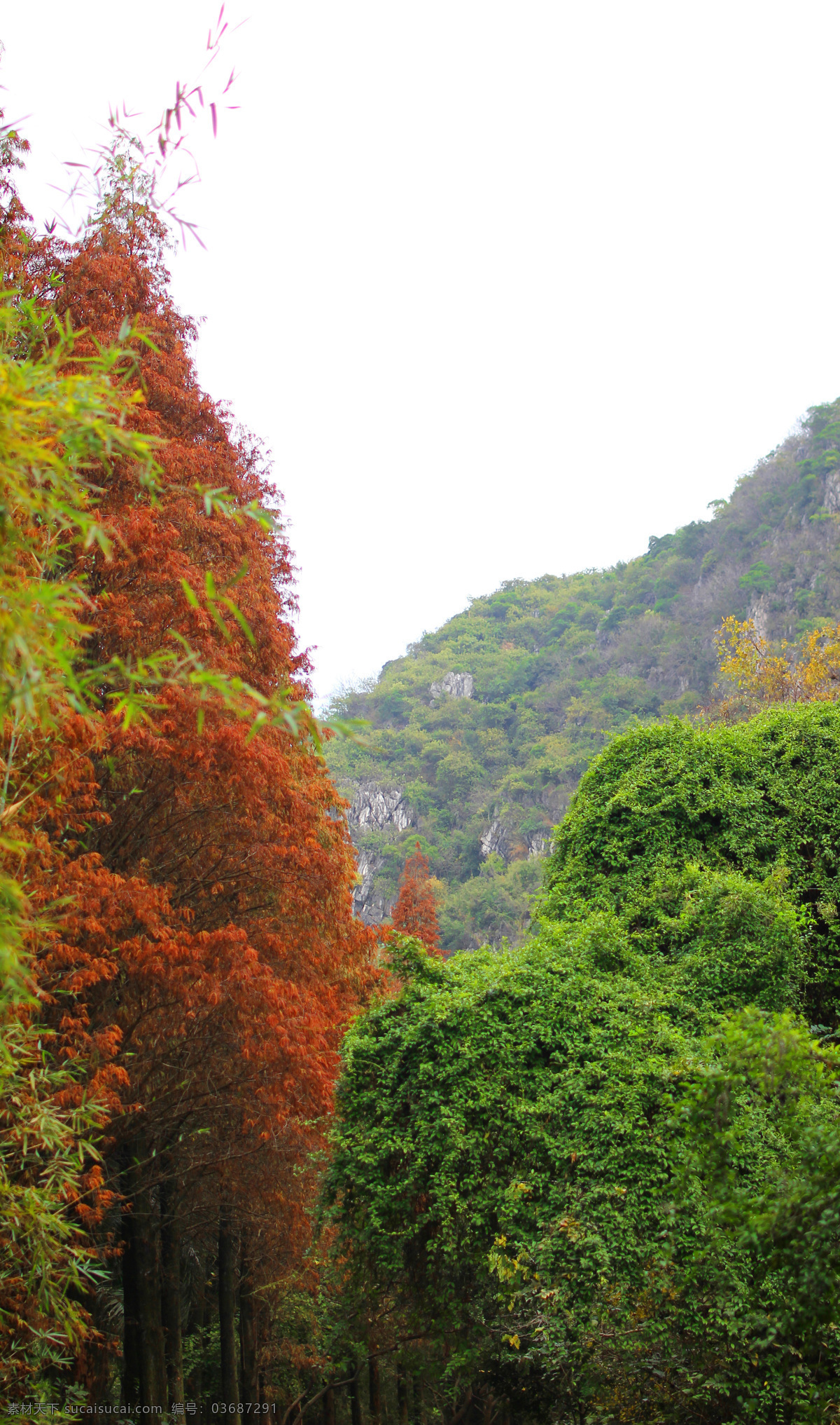 七星岩风光 水杉 七星岩 路 树 风景 旅游 旅游摄影 自然风景
