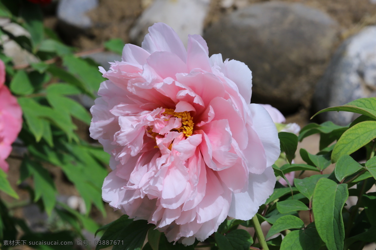 牡丹花 牡丹 观赏花卉 鼠姑 木芍药 百雨金 洛阳花 花朵 花瓣 花蕊 花卉 花儿 花草 植物 园林绿化 绿化景观 芍药牡丹 生物世界