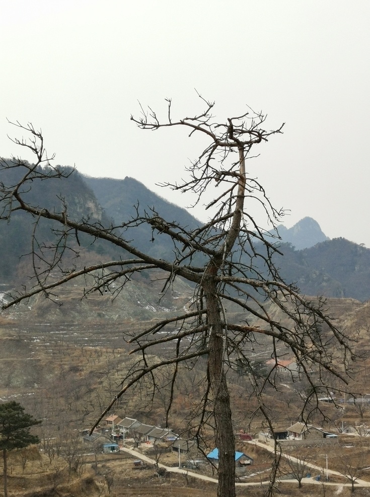 松树 一棵松 山顶 山脉 山峰 高山 天空 蓝天 白云 自然 树木 森林 绿色 王 厂 沟 棒 锤 崖 风景 一角 自然景观 自然风景